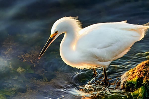 Birdwatching near Nagpur