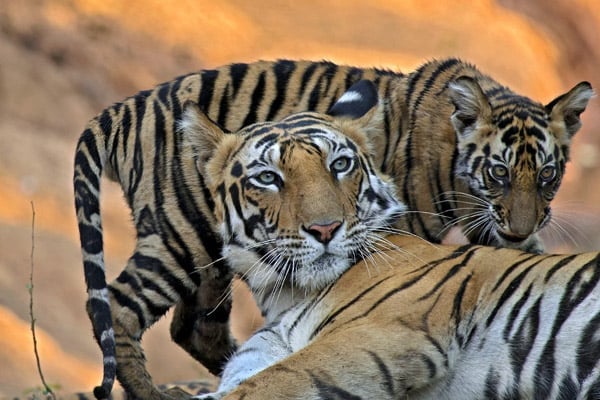Jungle safari near Nagpur