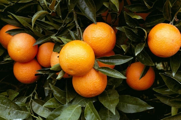 Orange orchards Nagpur
