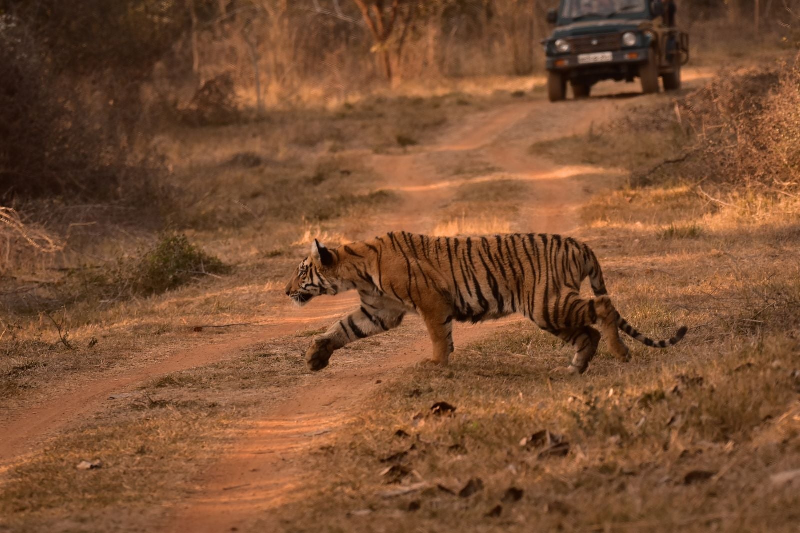Tadoba Andhari Tiger Reserve - tiger safari near Nagpur